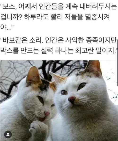 고양이의 속내