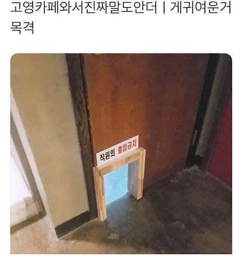 고양이 카페의 숨겨진 입구